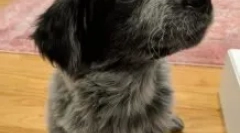 Očarujúce methsy: unikátne psy alebo kóran?